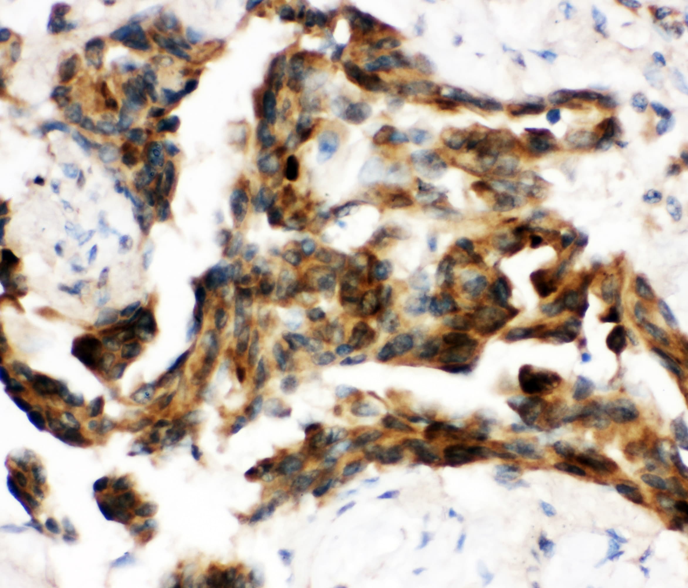 CDC37 Antibody (aa361-376)