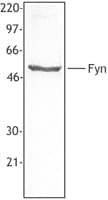 IHC-plus™ SYN / FYN Antibody (aa7-176, clone FYN-59)