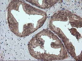 CRYAA / Alpha A Crystallin Antibody (clone OTI3B12, Carrier-free)