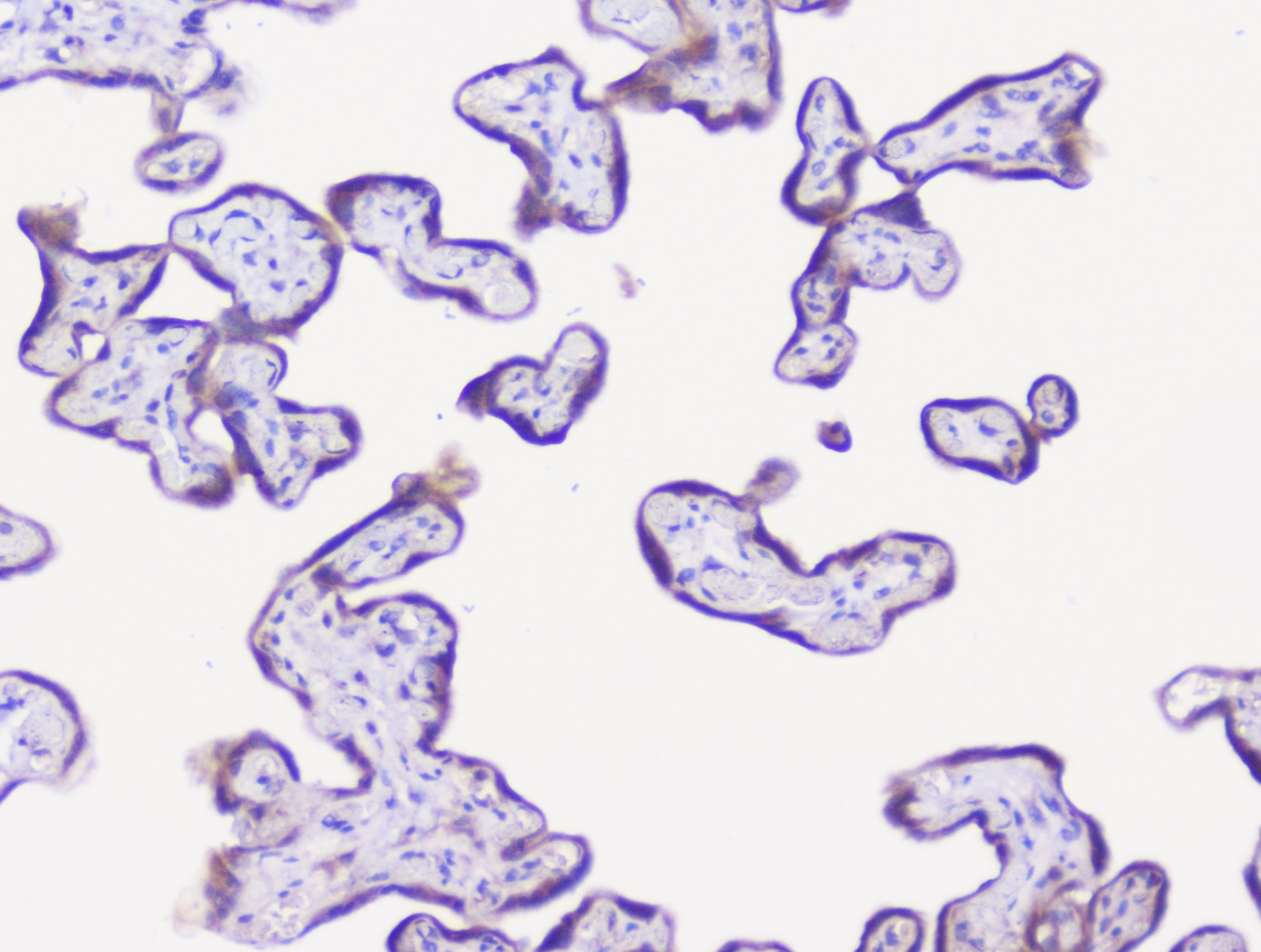 ENO2 / NSE Antibody