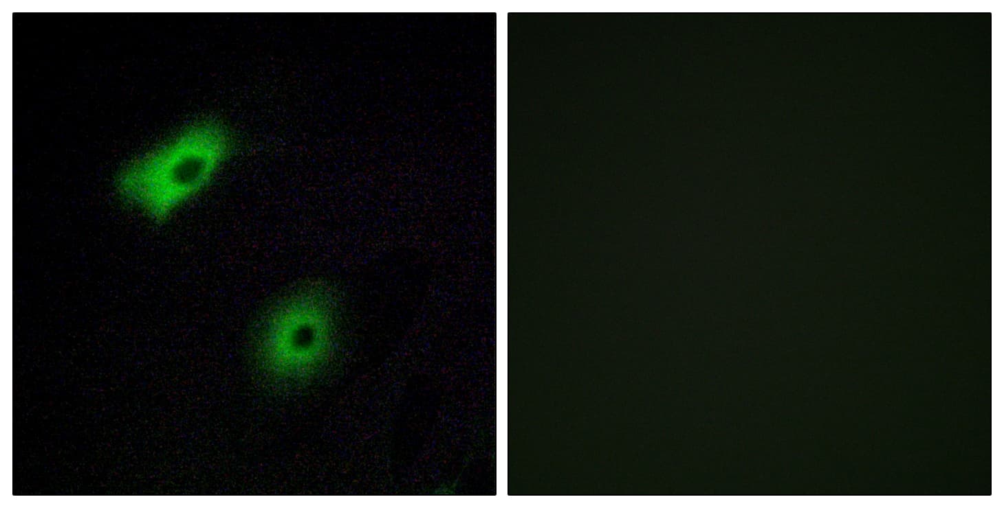 Polyclonal Rabbit anti-Human OR5A2 Antibody (aa267-316, IF, WB)