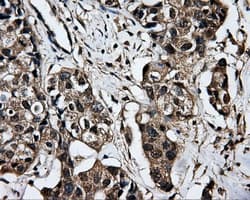 DCXR Antibody (clone OTI4H10, Carrier-free)