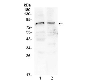 CHAT Antibody