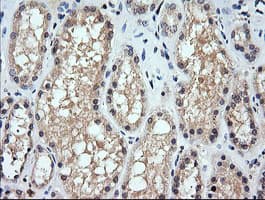 CHGA / Chromogranin A Antibody (clone OTI2B11)