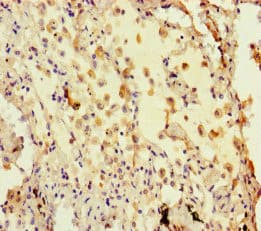 Polyclonal Rabbit anti-Human HIST3H3 Antibody (IHC)