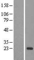 DCTN5 / Dynactin 5 Protein (Over-Expression Lysate Myc-DDK (Flag))