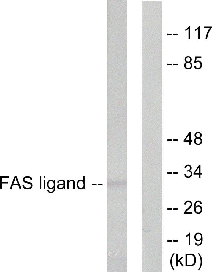 FASLG / Fas Ligand Antibody