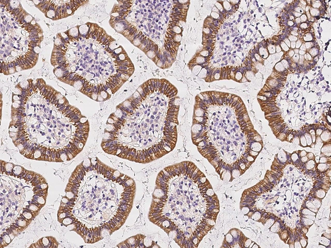 SLAMF8 Antibody (Preservative Free)