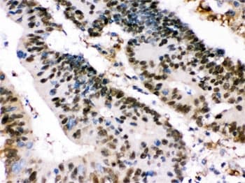 XRCC4 Antibody
