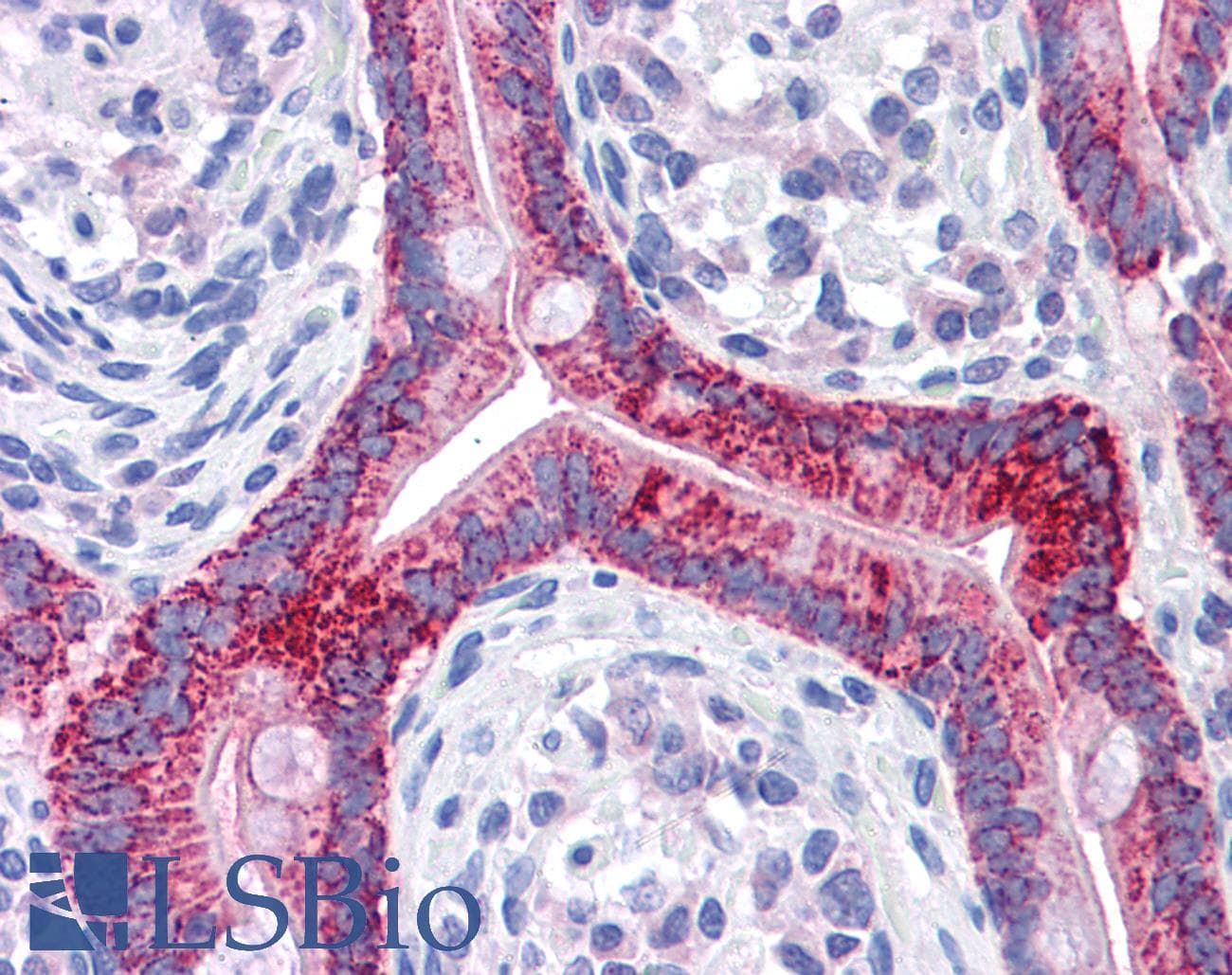 IHC-plus™ OAT Antibody (clone AT23A2)