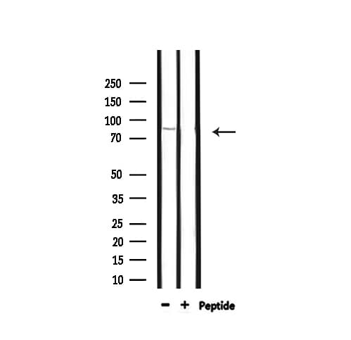DMC1 Antibody