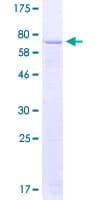 Human KCNAB3 Protein (Recombinant GST)