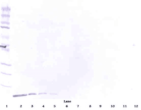 DEFB1 / BD-1 Antibody (Biotin)