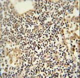 TMUB1 Antibody (aa112-141)