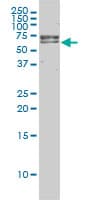 FANCG Antibody (clone 2C8)