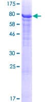 Human HERPUD2 Protein (Recombinant GST)