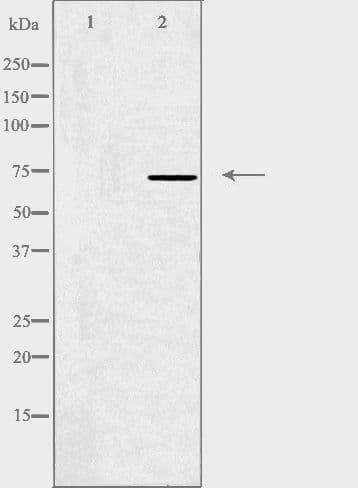 Polyclonal Rabbit anti-Human HKR1 Antibody (IF, WB)
