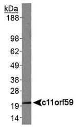 LAMTOR1 Antibody (aa50-250)