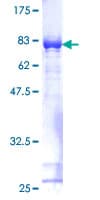 Human FKBP4 / FKBP52 Protein (Recombinant GST)