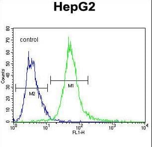SPDYE1 Antibody (aa242-271)