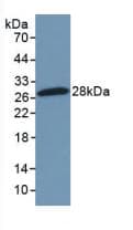 NFKB2 Antibody (aa35-225)
