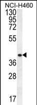 CCNYL3 Antibody (aa 46-74, N-term)