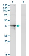 Monoclonal Mouse anti-Human SEPT1 / Septin 1 Antibody (clone 1F12, IF, WB)