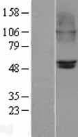 Human CHRNB2 Protein (Over-Expression Lysate Myc-DDK (Flag))