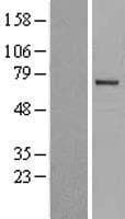 ITK / EMT Protein (Over-Expression Lysate Myc-DDK (Flag))