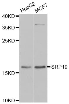SRP19 Antibody