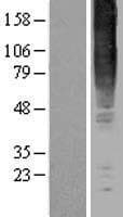 GPR83 Protein (Over-Expression Lysate Myc-DDK (Flag))