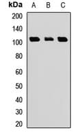 TCEB3B / Elongin A2 Antibody