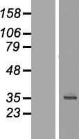 C18orf54 Protein (Over-Expression Lysate Myc-DDK (Flag))