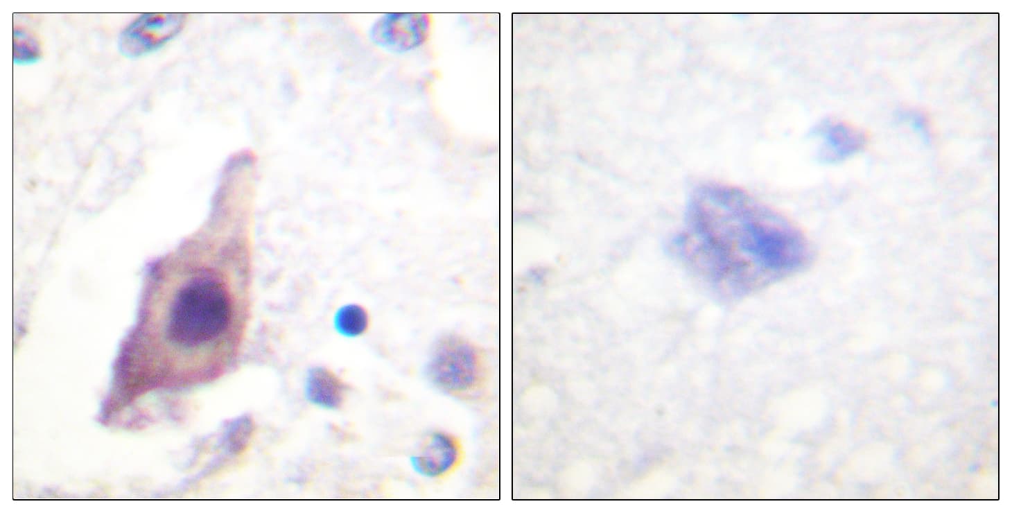 CDC25B Antibody (aa319-368)