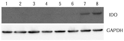 IDO1 / IDO Antibody
