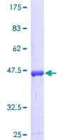 Human RAP1B Protein (Recombinant GST)