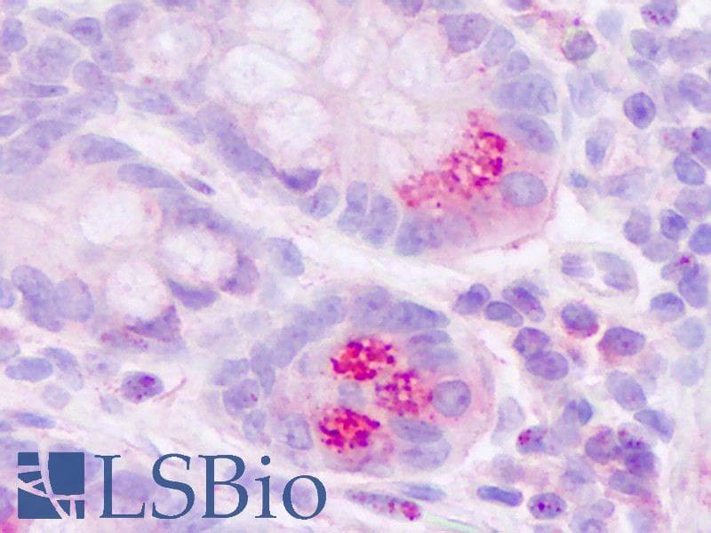 PathPlus™ MLNR/GPR38/Motilin Receptor Antibody (Internal)
