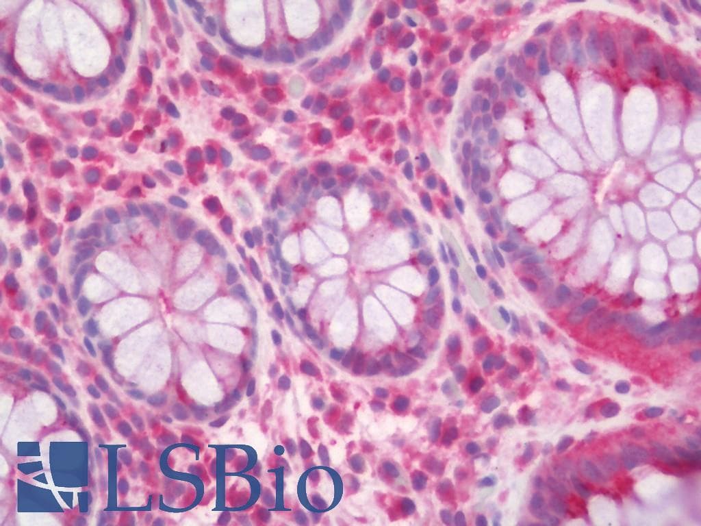 IHC-plus™ RGS5 Antibody (aa89-138)