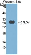 DNASE1 / DNase I Antibody