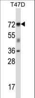 FOXK2 / ILF Antibody (aa144-173)