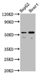 ERGIC-53 / LMAN1 Antibody