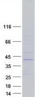 Human PAOX / PAO Protein (Recombinant Myc-DDK (Flag))