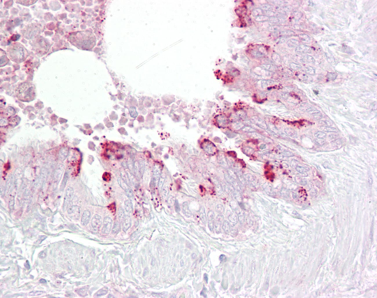 PA2G4 / EBP1 Antibody (aa301-350)