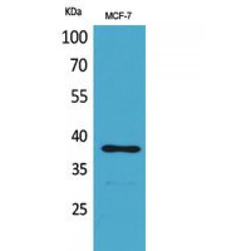 Polyclonal Rabbit anti-Human THPO / TPO / Thrombopoietin Antibody (41-90 aa, Internal, WB)