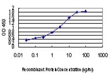 PLD2 / Phospholipase D2 Antibody (clone 1C5)