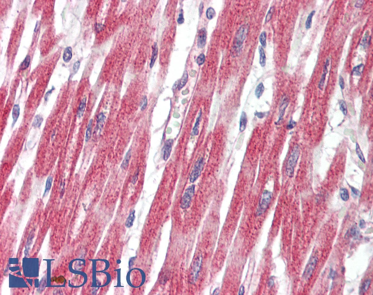 IHC-plus™ PLCL1 Antibody