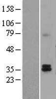 TAZ Protein (Over-Expression Lysate Myc-DDK (Flag))