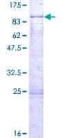 Human ZNF498 Protein (Recombinant GST)