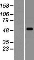 SMPDL3A Protein (Over-Expression Lysate Myc-DDK (Flag))