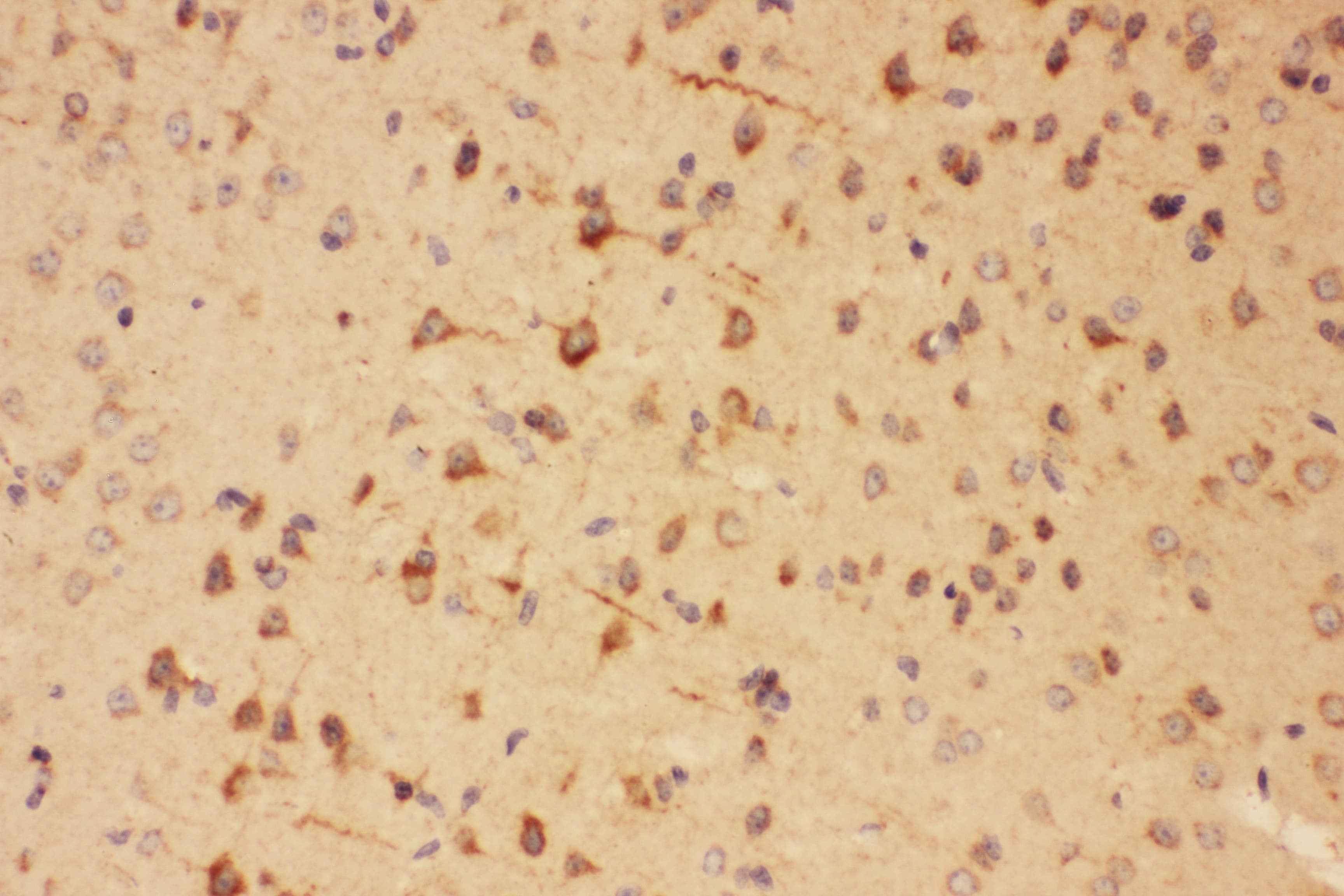 SOX2 Antibody (aa171-183)